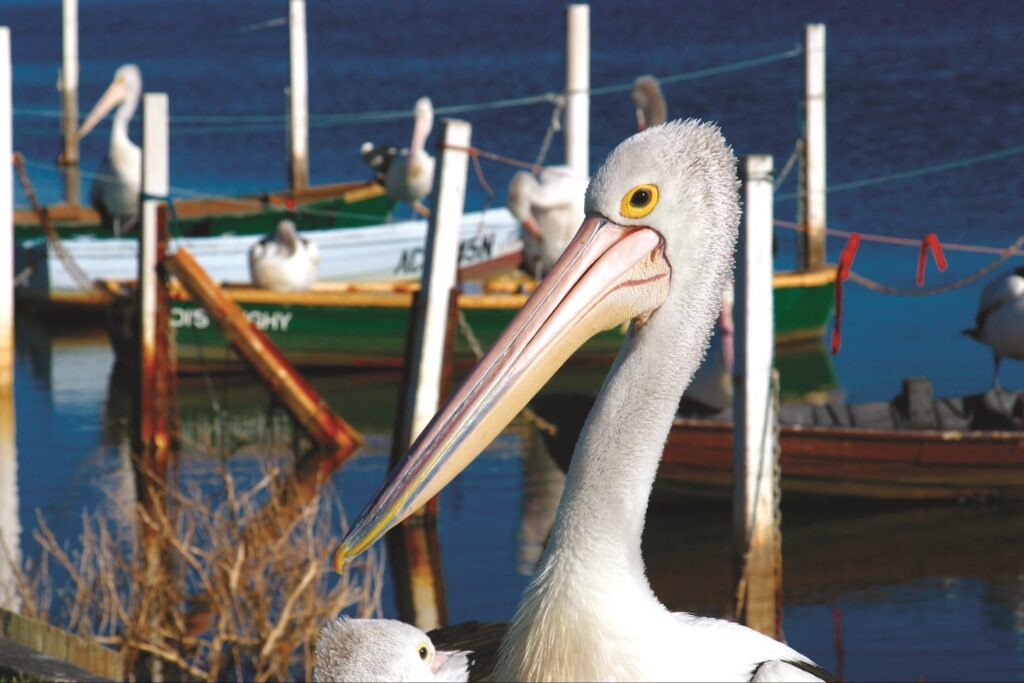 Pelicans at Lake Illawarra