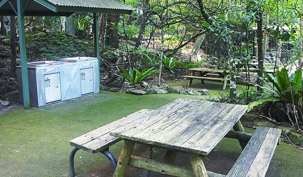 Picnic table on paved area with covered gas barbecues, in a rainforest setting of ferns and trees.