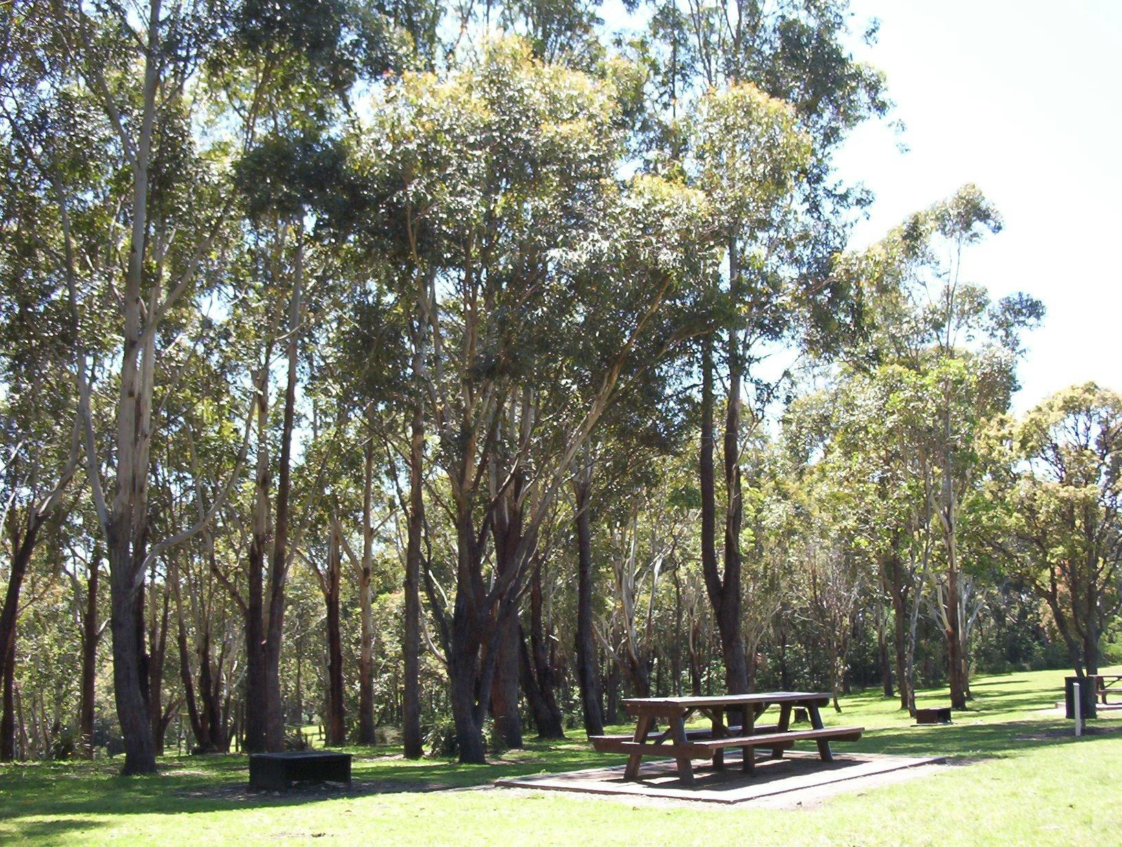 Blackbutt Forest Reserve