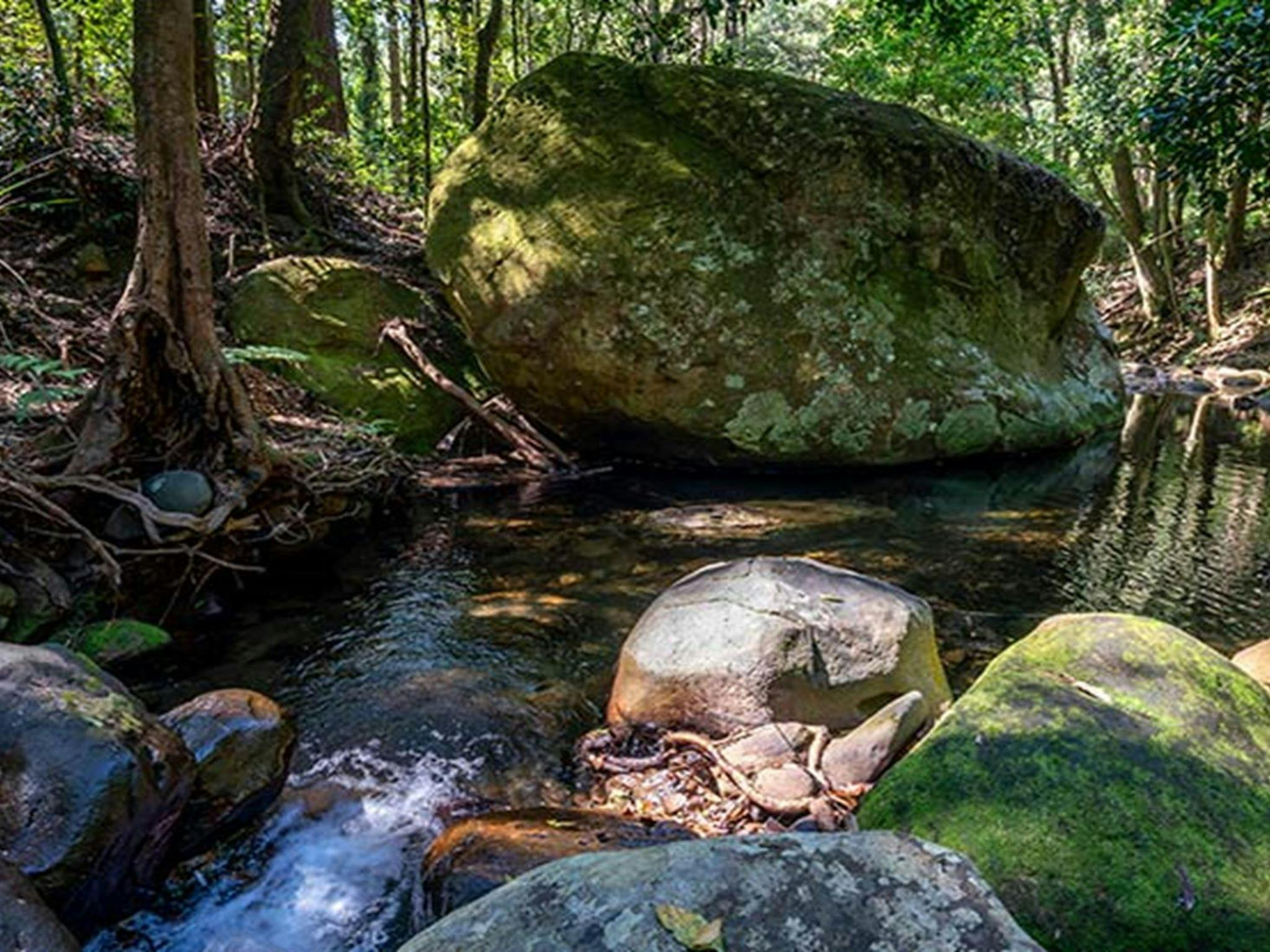 Moss-covered rocks in a creek in Macquarie Pass National Park. Photo: John Spencer © DPIE