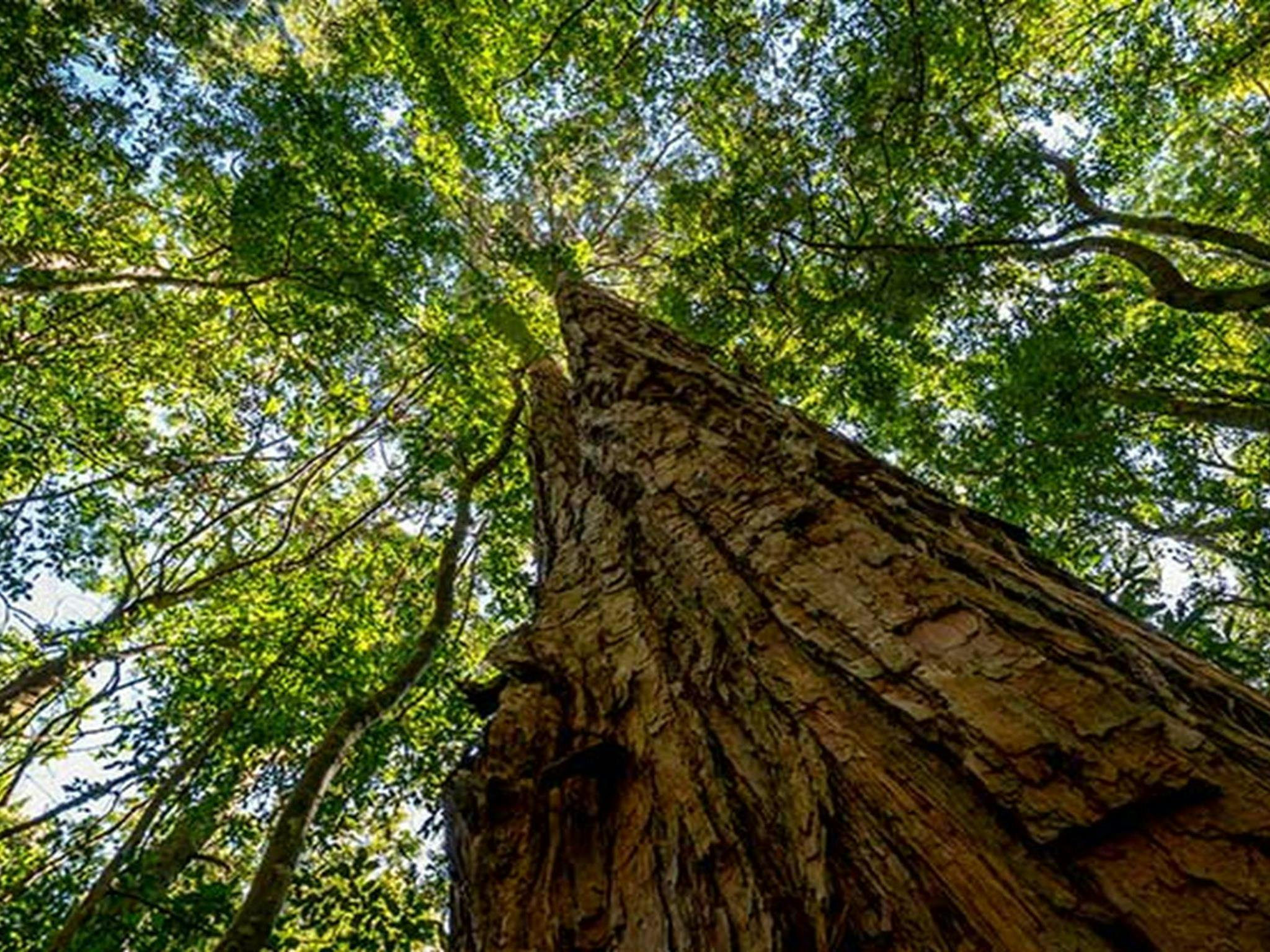 Looking up to the rainforest canopy in Macquarie Pass National Park. Photo: John Spencer © DPIE